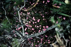 Boronia serrulata