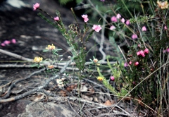 Boronia serrulata
