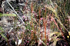 Boronia serrulata