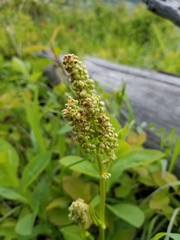 Rumex lapponicus
