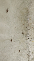 Pholidoptera griseoaptera