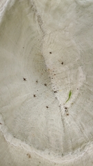 Pholidoptera griseoaptera