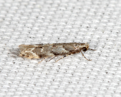 Coleotechnites coniferella