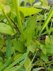Rumex lapponicus