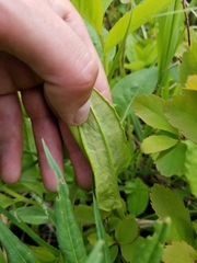 Rumex lapponicus