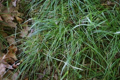 Carex willdenowii