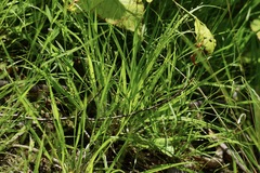 Dichanthelium depauperatum