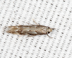 Coleotechnites coniferella