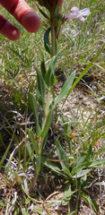 Penstemon albidus