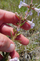 Penstemon albidus