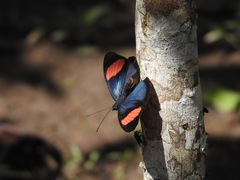 Batesia hypochlora