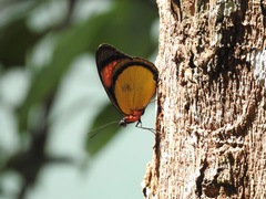 Batesia hypochlora