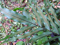 Phlebodium aureum
