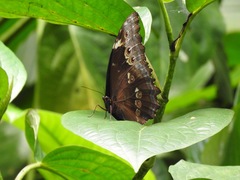 Morpho menelaus