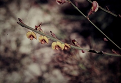 Bossiaea scolopendria