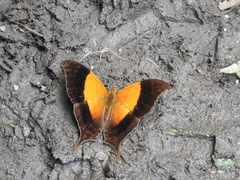 Marpesia furcula