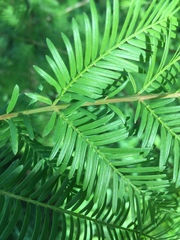 Taxus baccata