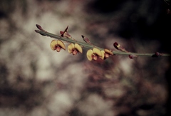 Bossiaea scolopendria
