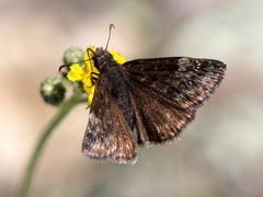 Erynnis lucilius