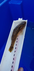 Gobiomorphus cotidianus