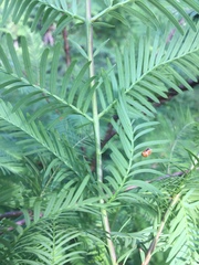 Taxus baccata