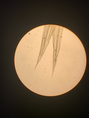 Homalothecium aureum