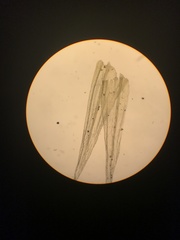 Homalothecium aureum