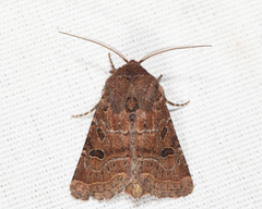 Protorthodes oviduca