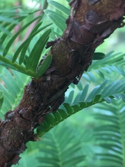 Taxus baccata
