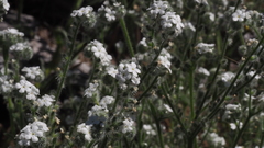 Cryptantha intermedia intermedia