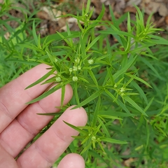 Eupatorium hyssopifolium