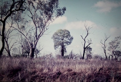 Brachychiton rupestris