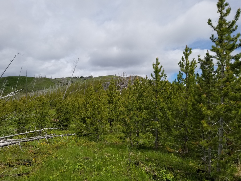 Interior Lodgepole Pine from Division No. 3, AB, Canada on June 14, 2020 at 1124 AM by Blake