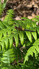 Leucorrhinia proxima