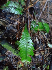 Blechnum mochaenum