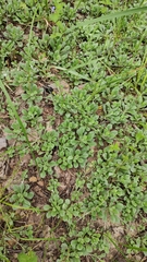 Antennaria dioica