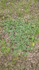 Antennaria dioica
