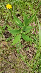 Polygonatum odoratum