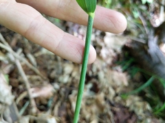 Milium effusum