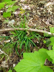 Carex arctata