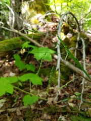 Carex arctata