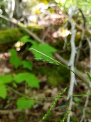 Carex arctata