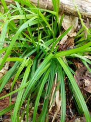 Carex arctata