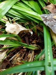 Carex arctata