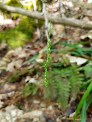 Carex arctata