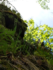 Poa interior