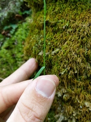 Poa interior