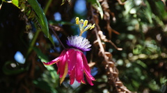Passiflora rogitamensis