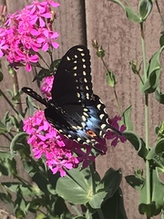 Papilio polyxenes