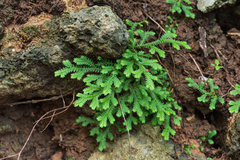 Selaginella repanda
